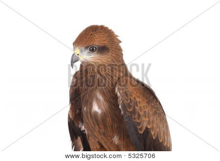 Aquila