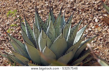Brebifolia