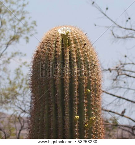 Only Bloom