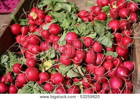 Radish Bunch