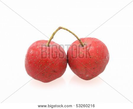 Hawthorn on white background