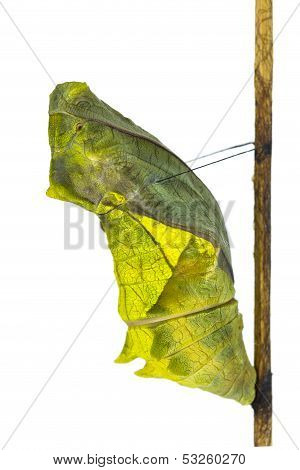 Cocoon Of Common Birdwing Butterfly