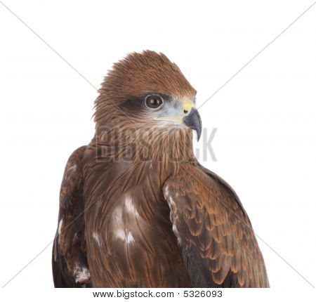 Aquila