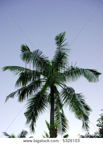 Tropical Palm Tree