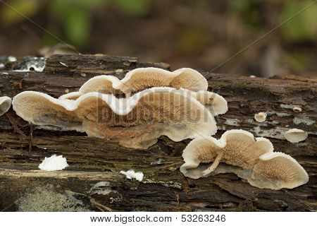 Phlebia Tremellosa