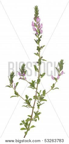 Ononis Arvensis