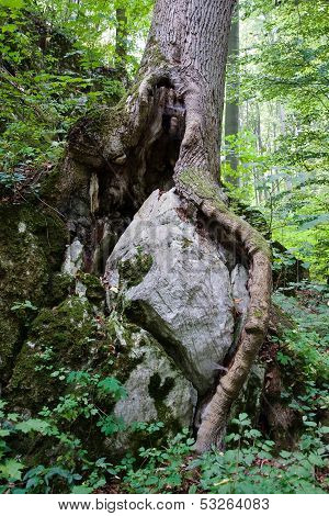 Roots of the tree around big stone