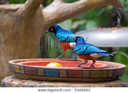 摂食鳥