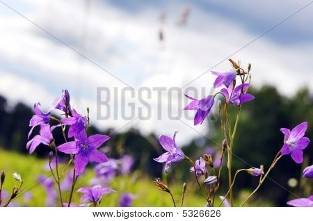 Bluebells