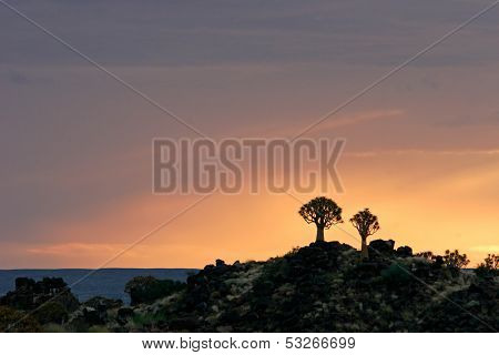 Silhouettes of quiver trees (Aloe dichotoma) at sunrise, Namibia