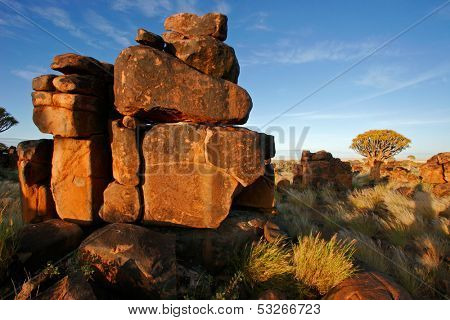 Desert landscape at sunrise with granite rocks and a quiver tree (Aloe dichotoma), Namibia