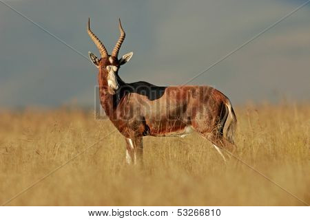 A blesbok antelope (Damaliscus pygargus), early morning, South Africa	
