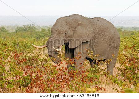 African bull elephant (Loxodonta africana) feeding on mopane trees, Kruger National Park, South Africa