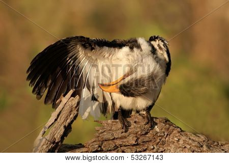 Yellow-billed hornbill (Tockus flavirostris), Kruger National Park, South Africa	