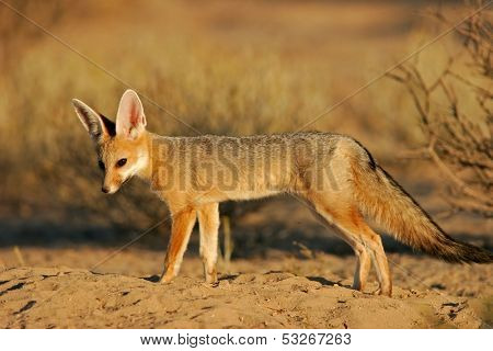 Cape fox (Vulpes chama), Kalahari, South Africa	