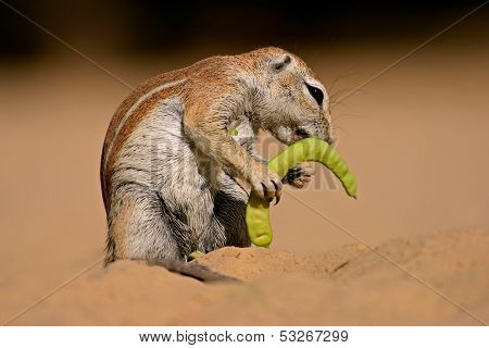 Ground squirrel (Xerus inaurus) feeding on a pod of a tree, Kalahari, South Africa 	