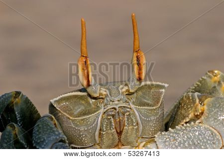Close-up of view of a ghost crab (Ocypode spp.), Mozambique, southern Africa