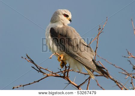 Black-shouldered kite  (Elanus caeruleus) perched on a branch, South Africa	