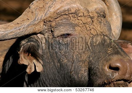 Portrait of an African buffalo bull (Syncerus caffer), South Africa
