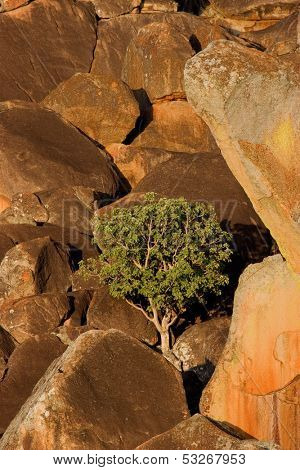 Landscape with granite rocks and a tree, Matopos National Park, Zimbabwe, southern Africa	