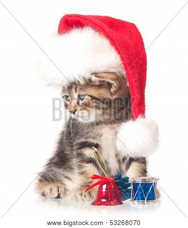 Cute kitten