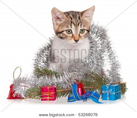 Cute kitten