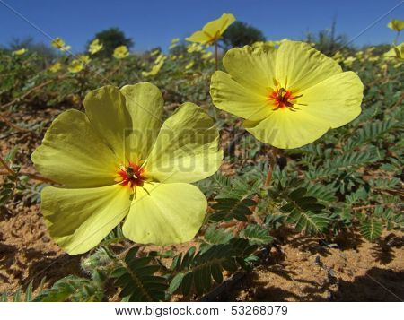 Yellow flowers of Tribulus zeyheri against a blue sky, Kalahari, South Africa	