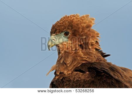 Portrait of a young, immature Bateleur (Terathopius ecaudatus) , Kalahari, South Africa