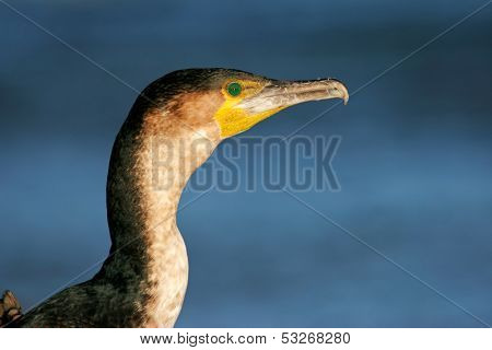 Portrait of a White-breasted cormorant (Phalacrocorax carbo), South Africa	