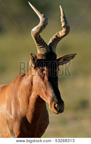 Portrait of a red hartebeest (Alcelaphus buselaphus) , Kalahari desert, South Africa