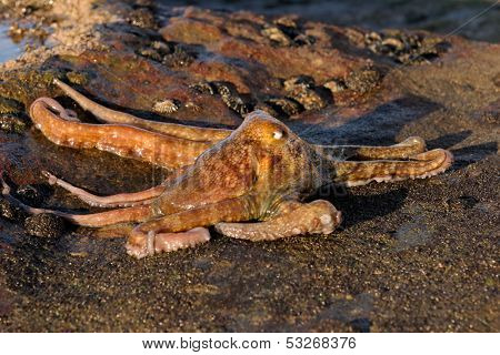 An octopus (Octopus vulgaris) on coastal rocks, South Africa