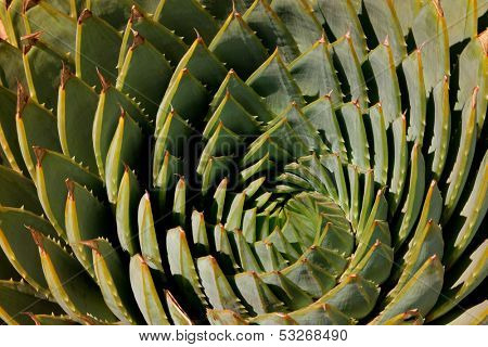 Close-up view of the leaves of a spiral aloe (Aloe polyphylla) , southern Africa