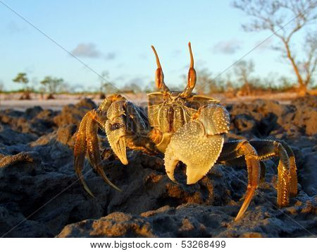 Ghost crab (Ocypode spp.) on coastal rocks, Mozambique, southern Africa
