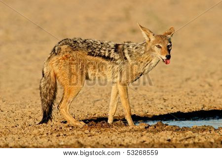 A black-backed Jackal (Canis mesomelas) drinking water, Kalahari desert, South Africa