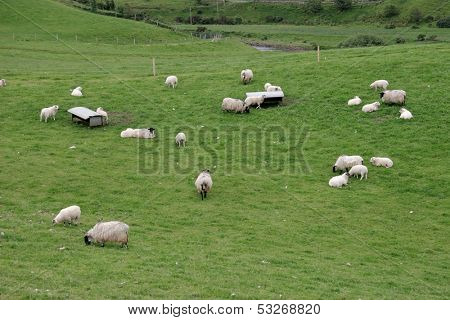 Irish sheep farm with sheep grazing on lush green pastures