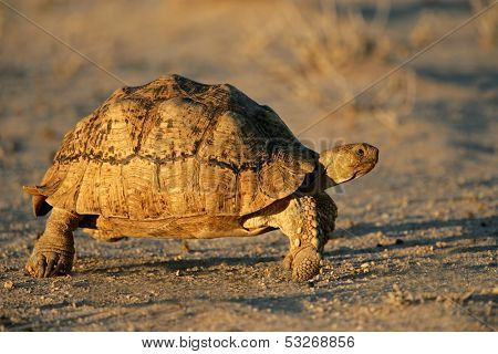 Mountain tortoise (Geochelone pardalis) , Kalahari desert, South Africa