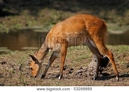 Female Bushbuck antelope, (Tragelaphus scriptus), Kruger National Park, South Africa