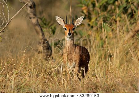Male steenbok antelope, (Raphicerus campestris), Kruger National Park, South Africa