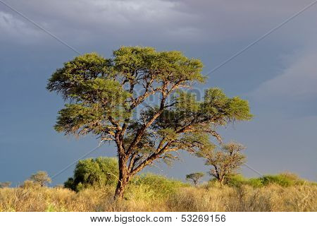 African landscape with a beautiful Acacia tree (Acacia erioloba), Kalahari, South Africa