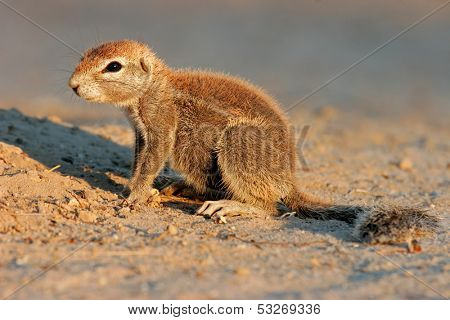 Ground squirrel (Xerus inaurus)