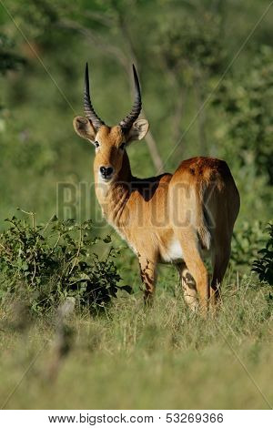 A male puku antelope (Kobus vardonii), Chobe National Park, Botswana, southern Africa