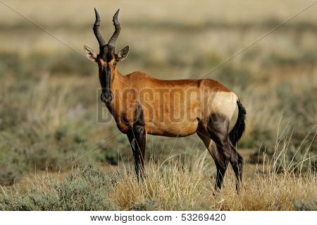 Red hartebeest (Alcelaphus buselaphus), South Africa
