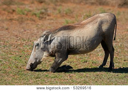 A warthog (Phacochoerus africanus) feeding on grass, South Africa