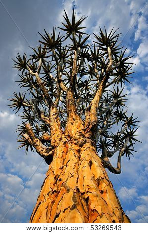Quiver tree (Aloe dichotoma) against a cloudy sky, Namibia, southern Africa