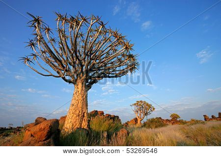 Desert landscape with granite rocks and a quiver tree (Aloe dichotoma), Namibia, southern Africa