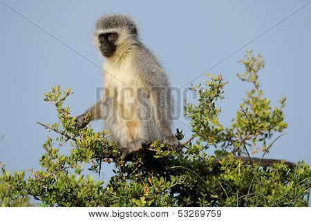 Vervet monkey (Cercopithecus aethiops) sitting in a tree, South Africa