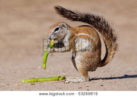 Feeding ground squirrel (Xerus inaurus), Kalahari desert, South Africa
