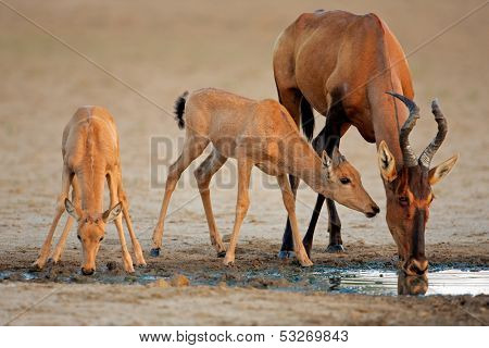 Red hartebeest antelope (Alcelaphus buselaphus) with young calves, Kalahari, South Africa