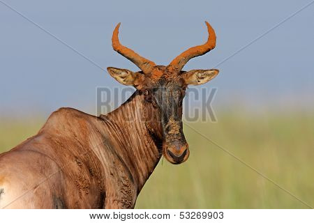 Portrait of a rare tsessebe antelope (Damaliscus lunatus), South Africa