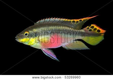 Colorful kribensis or purple cichlid (Pelvicachromis pulcher) isolated on black
